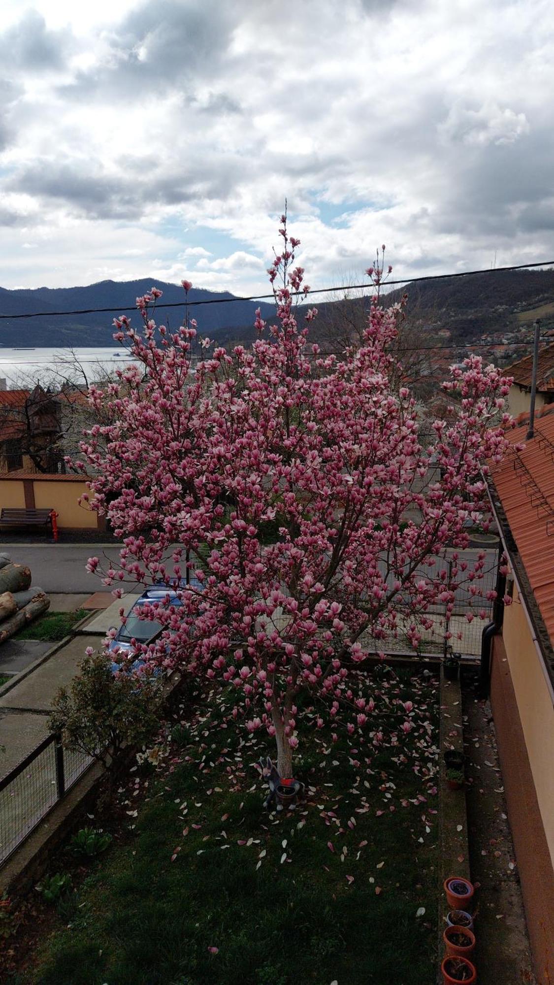 Casa Darius Appartement Orşova Buitenkant foto
